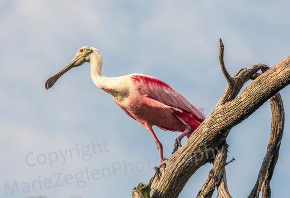 Roseate Spoonbill Perched