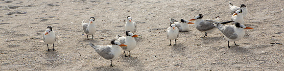 Royal Terns on Shore
