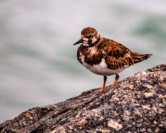 Ruddy Turnstone