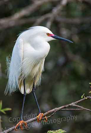 Snowy Egret on Branch