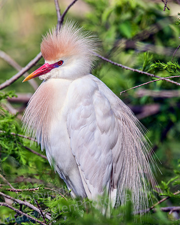 Cattle Egret in Plumage