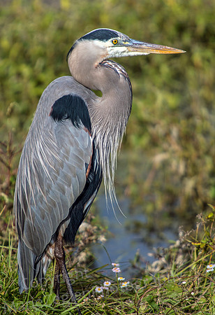 Great Blue Heron on Marsh