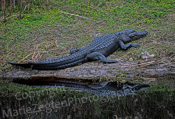 Alligator Reflection