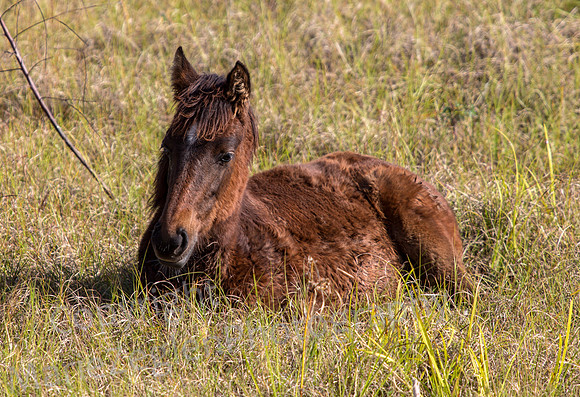 Colt at Rest