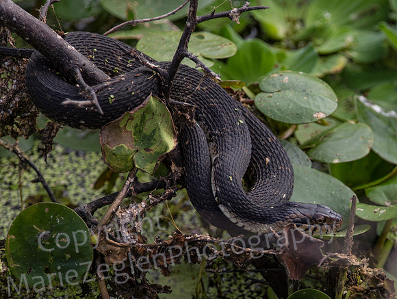Eastern Cottonmouth