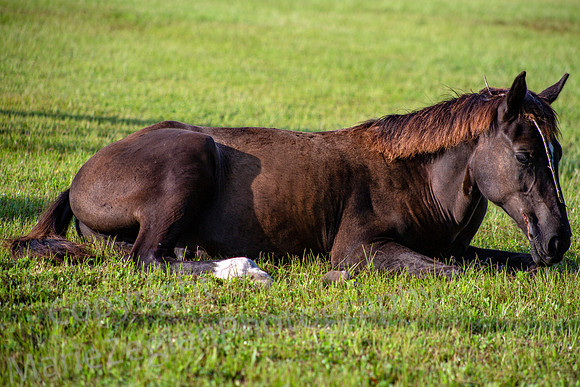 Mare at Rest with Egret