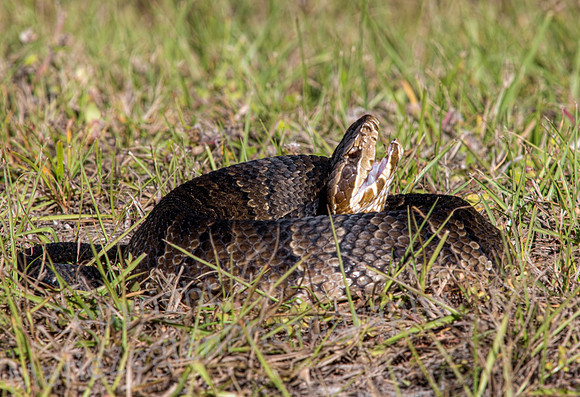 Eastern Cottonmouth Coiled