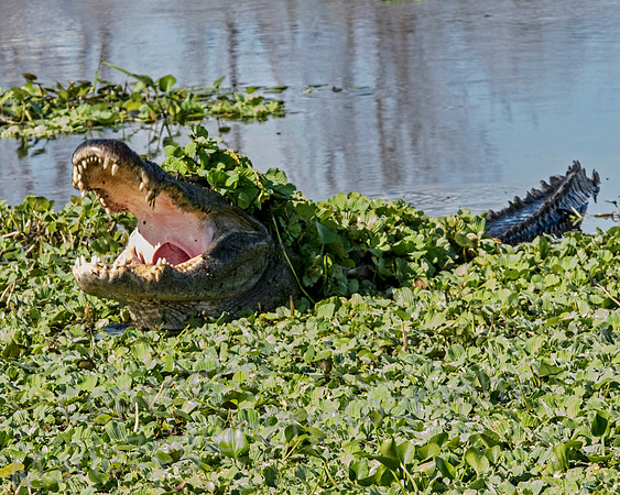 Alligator Camoflauge
