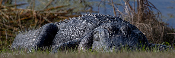 Alligator at Rest