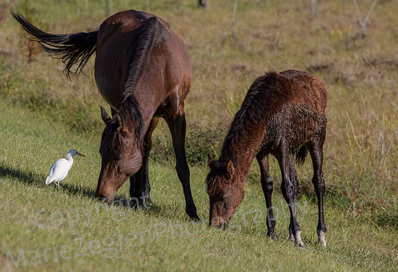 Horses with Cattle Egret