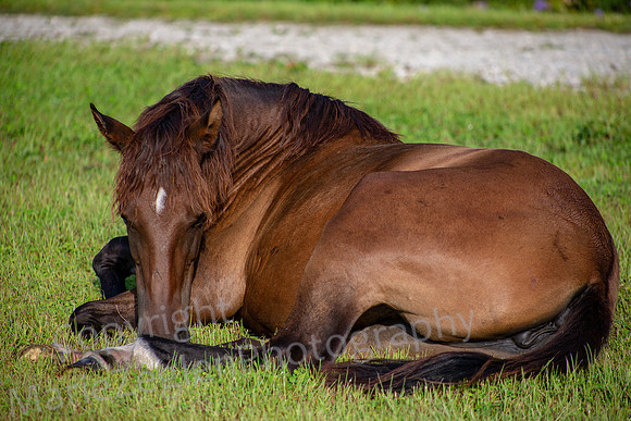 Mare at Rest