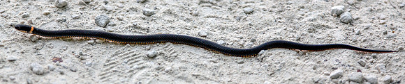 Southern Ringneck Snake