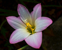 Pink Fringed Flower