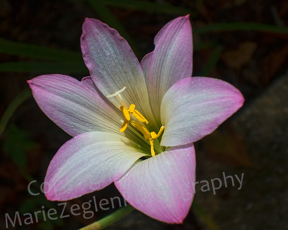 Pink Fringed Flower
