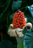 Primitive in Bloom