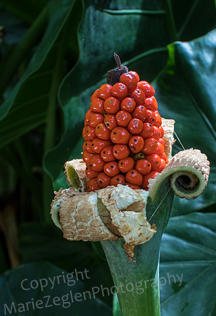 Primitive in Bloom