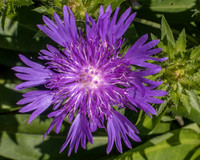 Purple Flower