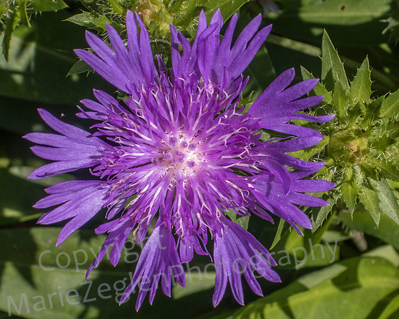 Purple Flower