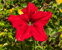 Red Flower