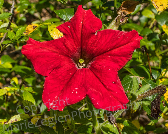 Red Flower
