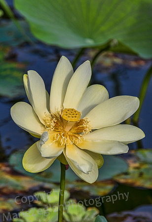 White Lotus in Marsh