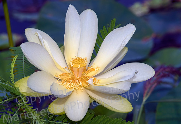White Lotus in Bloom