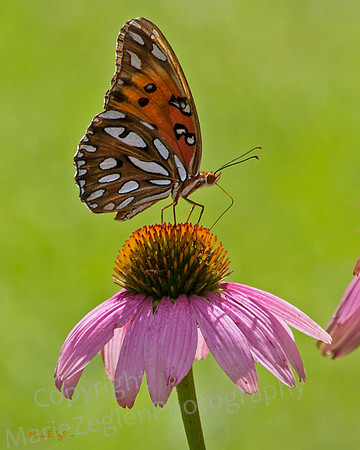 Gulf Fritillary on SunFlower