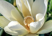 White Lotus Overhead