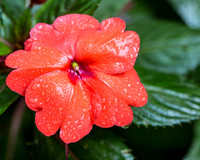 Orange Flower