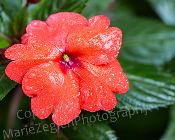 Orange Flower