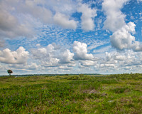Paynes Prairie with Palm