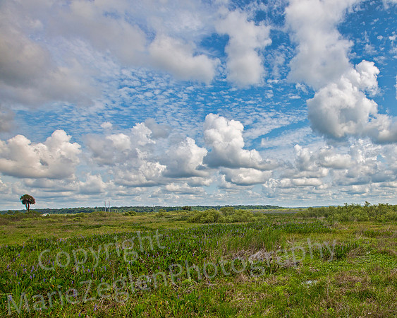 Paynes Prairie with Palm