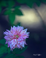 Purple Flower in Low Light