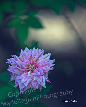 Purple Flower in Low Light