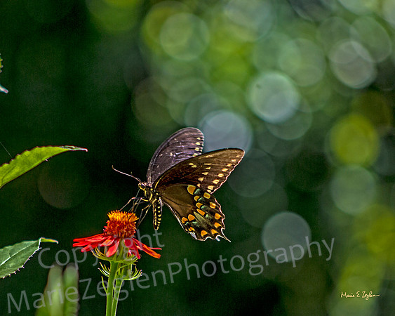 Pipevine Swallowtail on Flower