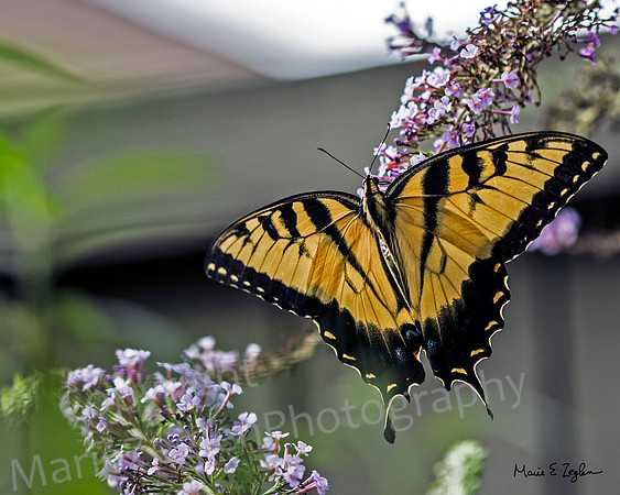 Eastern Tiger Swallowtail