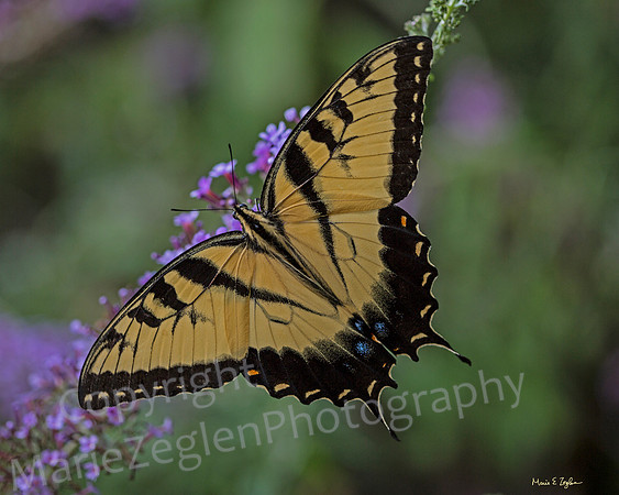 Eastern Tiger Swallowtail on Purple Flower