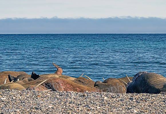 Atlantic Walrus Wallow Detail