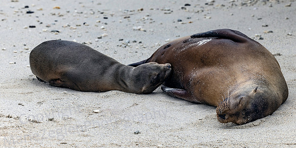 Galapagos Sea Lion and Nursing Pup 2674