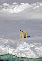 Polar Bear Sniff