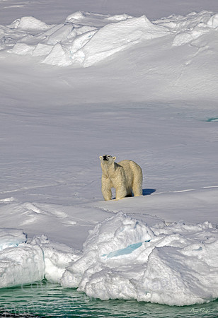 Polar Bear Sniff