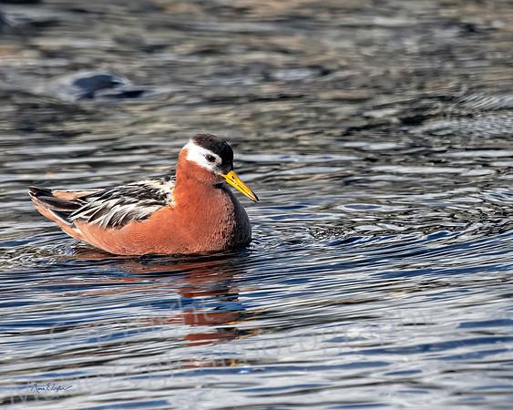 Gray Red Phalarope Floating
