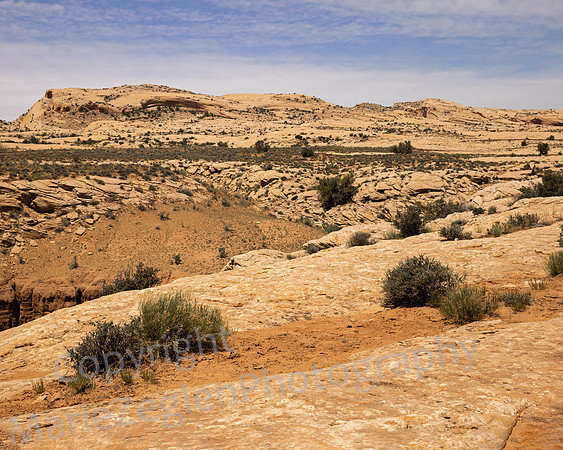 Comb Ridge 1346