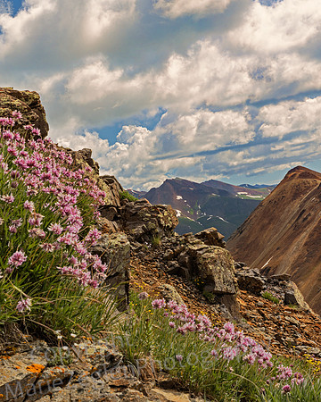 Flowers and Mt and Sky Square