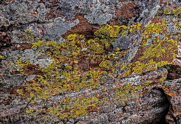 Lichen and Rocks