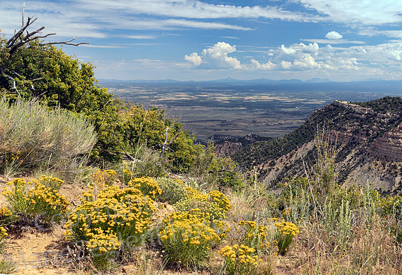 Flowers over Mesa