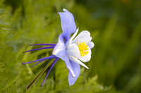 Purple Columbine