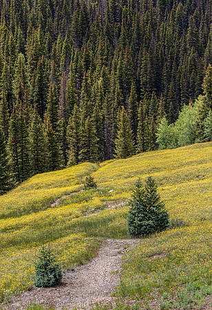 Path Through Yellow Blooms to Forest
