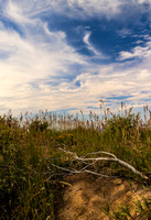Driftwood and Sky