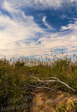 Driftwood and Sky